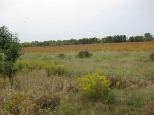 Read more about the article 95 acres in Dover: Land ethics in play on this farm