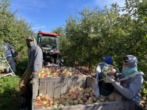 Read more about the article Mashing the Johnny Appleseed Legend